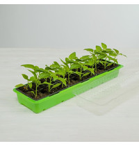 Мини-парник для рассады Greengo 1986209 57х18х12см (3 вставки, 18 ячеек)
