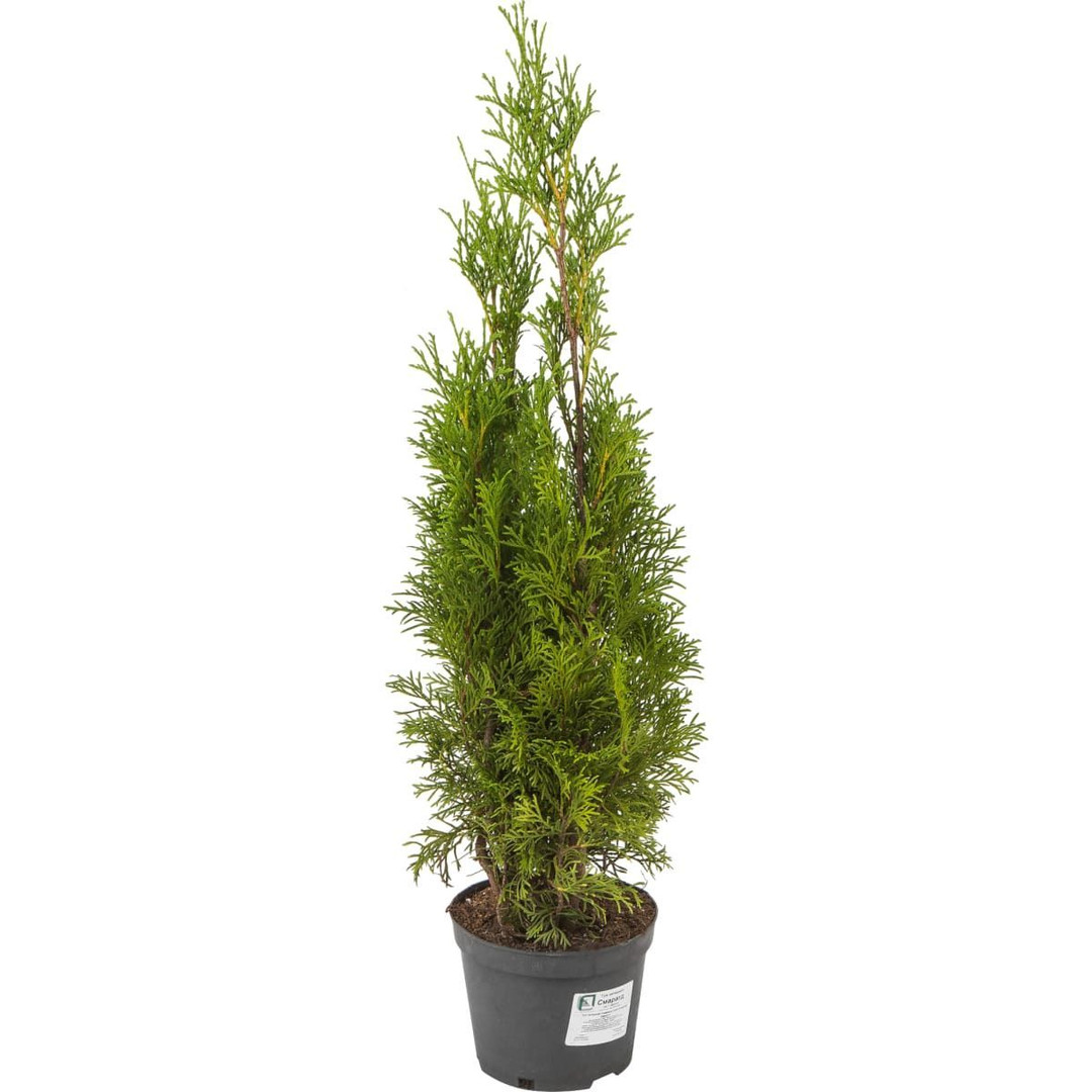 Уличное растение Туя западная Смарагд Thuja occidentalis Smaragd ЦБ-00292761 120х26 см