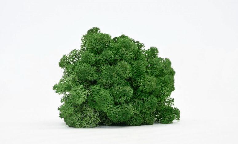 Стабилизированный мох Ягель Russian Moss Dark Green 00102 1 кг