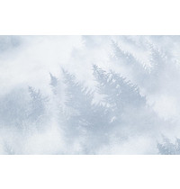 Обои виниловые Home Color My Forest HC71960-46